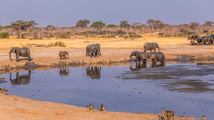 Elefanter og bavianer samles om vandhul i Hwange