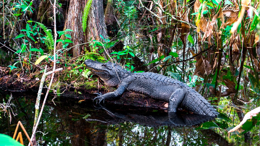 Alligators!