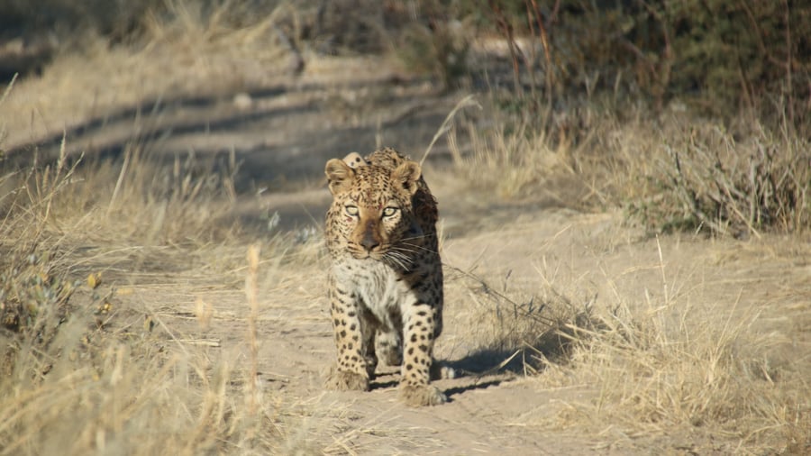 Luipaard in Okonjima Nature Reserve