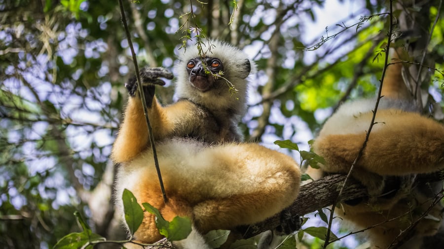 Sifaka lemur i Andasibe-Mantadia nationalpark