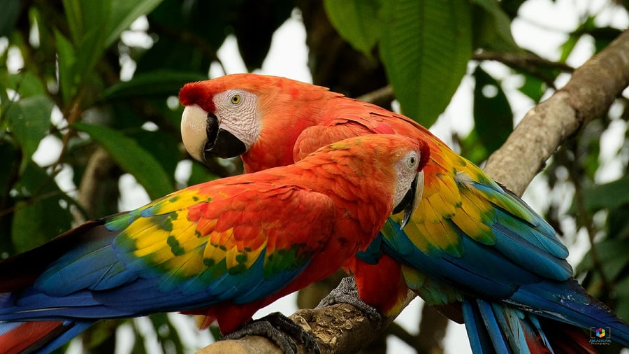 Parrots in Ecuador