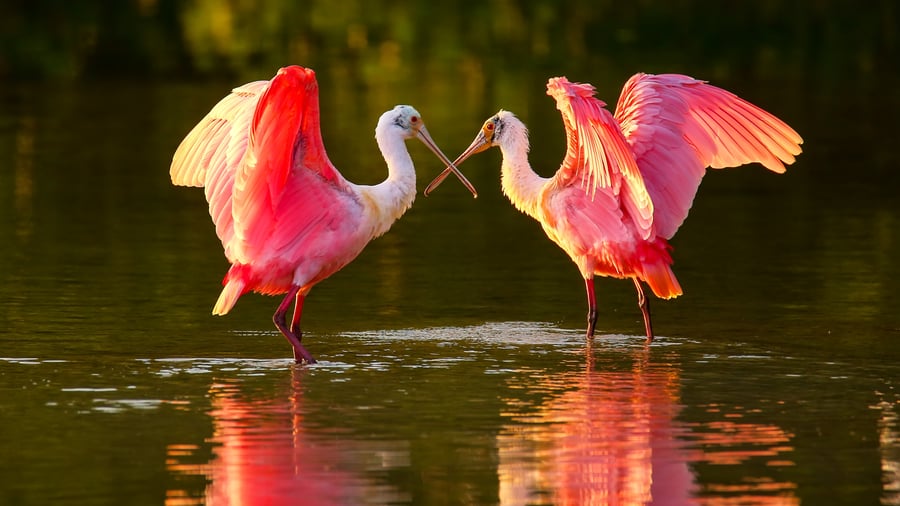 Se vilda flamingos i Kenya.