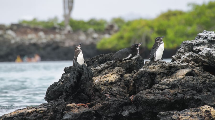 Galapagos-pingviner på Isabela