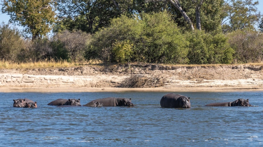 Hippos in water