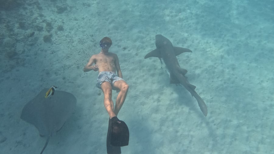 Spot nurse sharks while snorkling