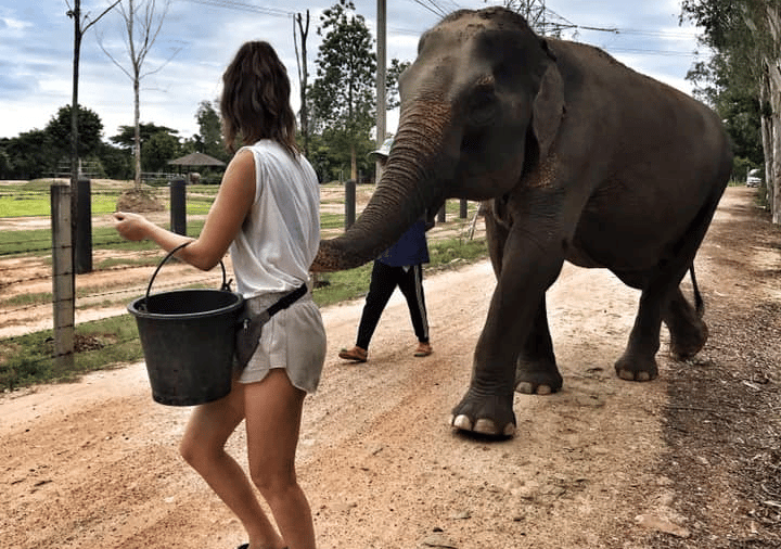 Elephant care