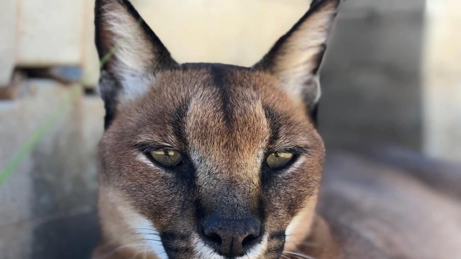 Linx in South Africa