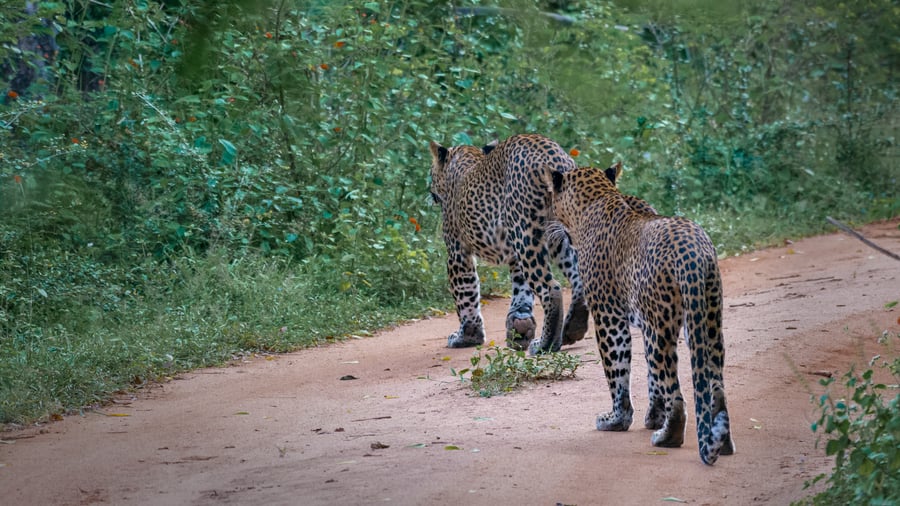 Leopard on the road in Yala NP