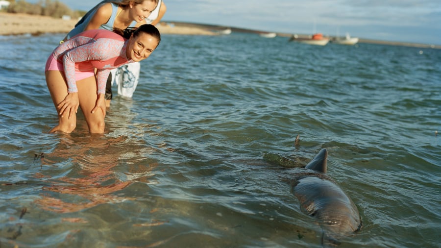 Delfiner ved Monkey Mia