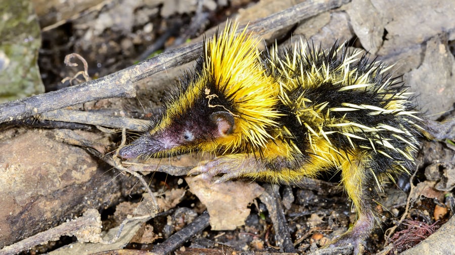 Lavlands Stribet Tenrek, Andasibe NP, Madagaskar