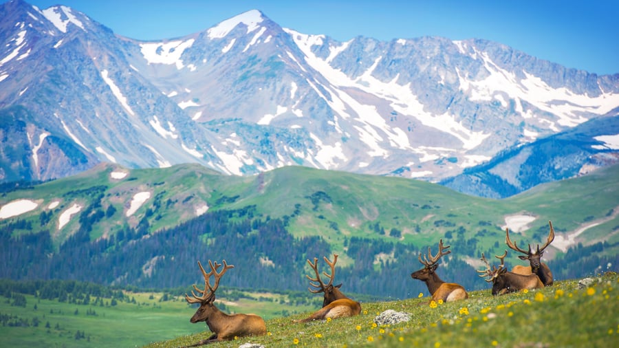 Hjorte i Rocky Mountains, Colorado, USA