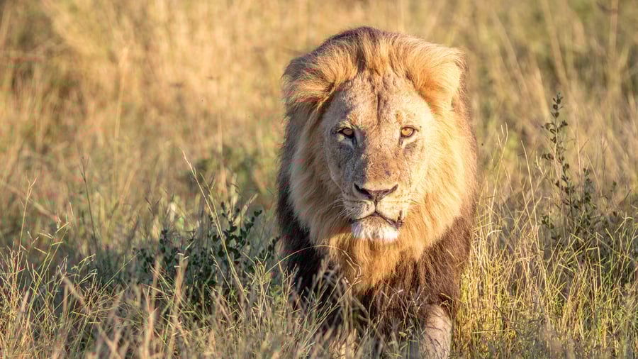 Chobe National Park i Botswana