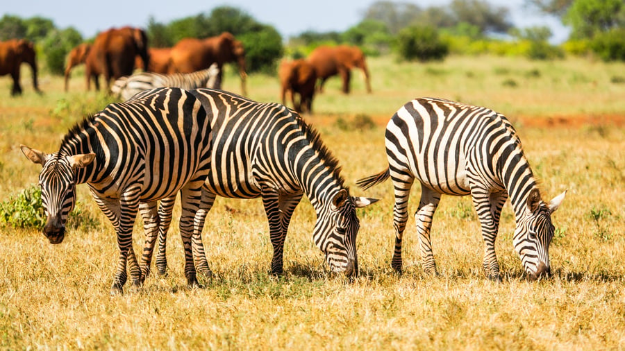 Morgensafari i Tsavo Vest før ankomst til Amboseli