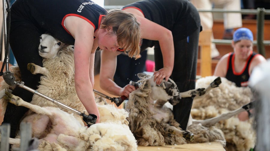 Working in New Zealand
