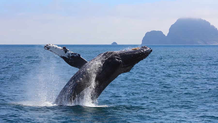 Kenai Fjords National Park, Alaska, USA