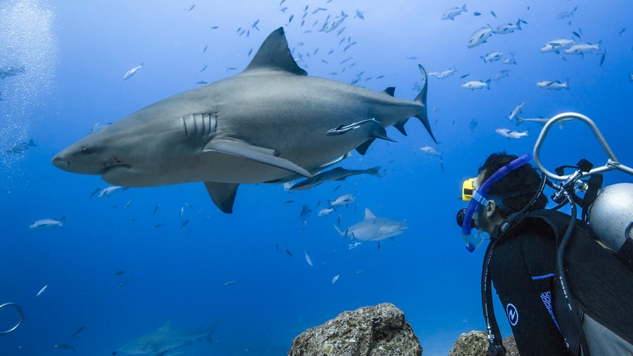 Diver and a bull shark in Fiji 