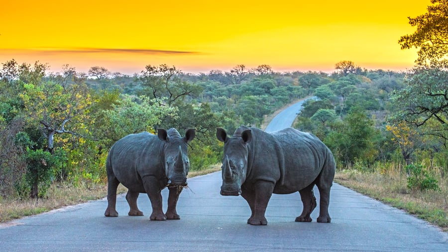 Morgensol over Kruger National Park