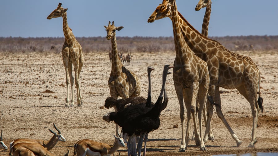 Etosha National Park