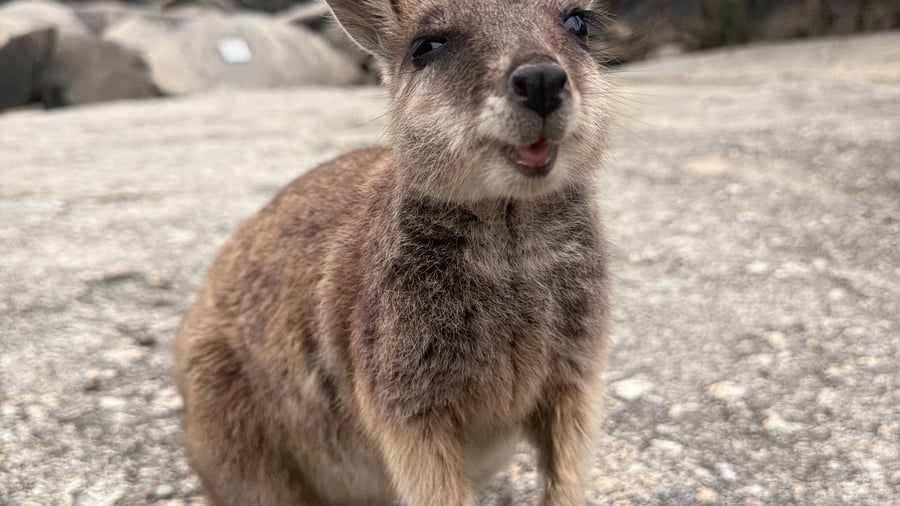 Australiens djurliv är något helt annat. 