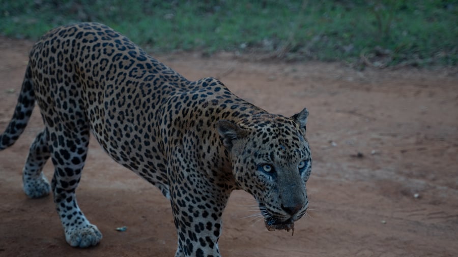 Look out for Sri Lanka's elusive leopards
