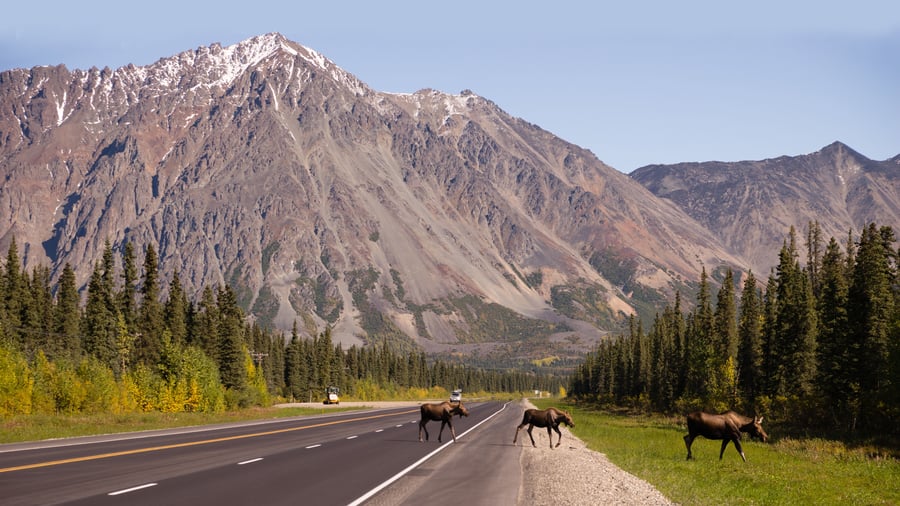 Elge på landevej i Alaska, USA