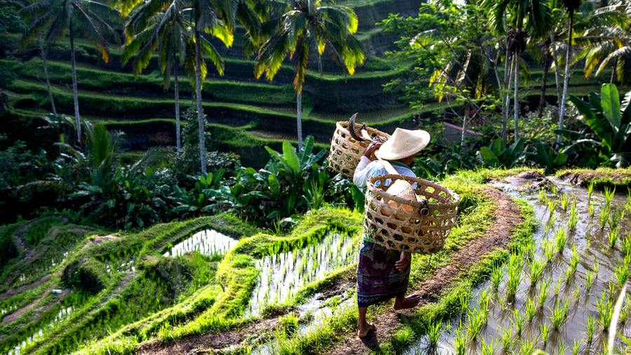Frodig natur och risterrasser i Bali, Indonesien