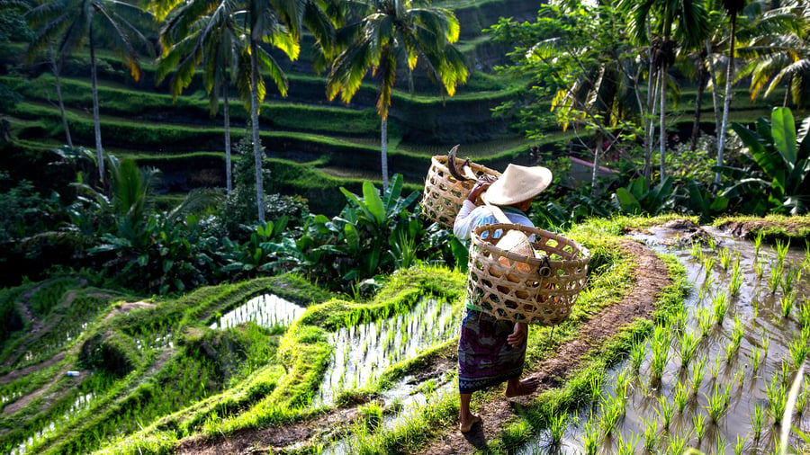 Frodig natur och risterrasser i Bali, Indonesien