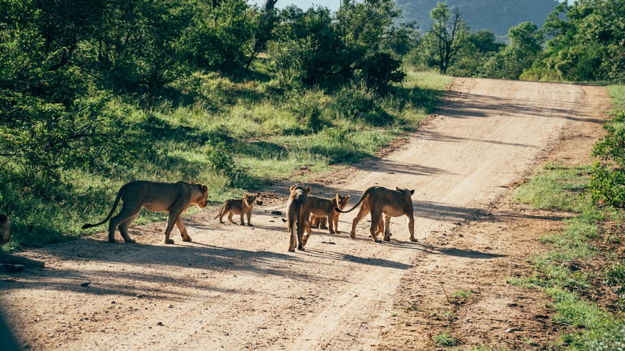 Løveflok på grusvej i Kruger National Park