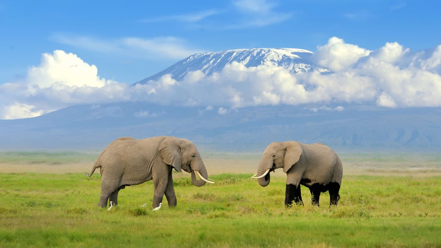 Amboseli National park