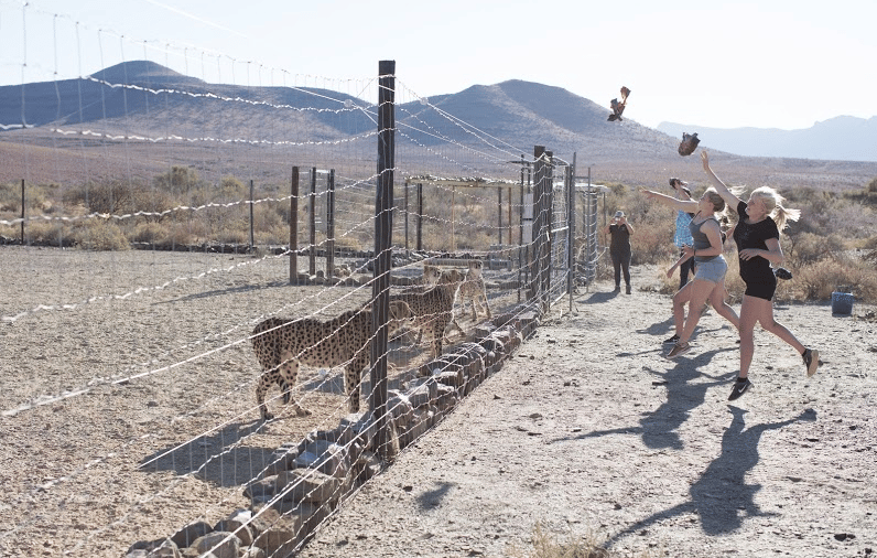 Volunteering with cheetahs