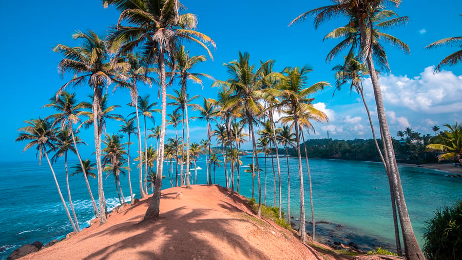 Coconut Tree Hill