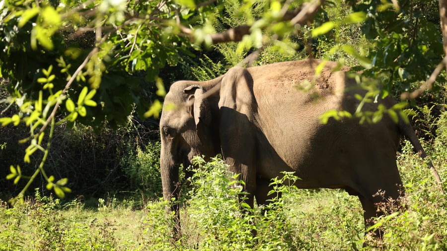 Visit the Elephant Transit Home