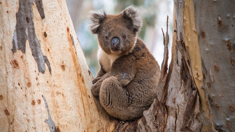 Koala kamufleret blandt eukalyptustræerne