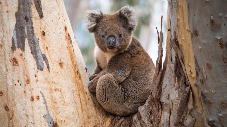 Koala kamouflerad bland eukalyptusträden
