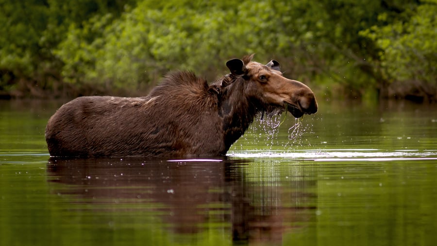 Parc national de la Jacques-Cartier