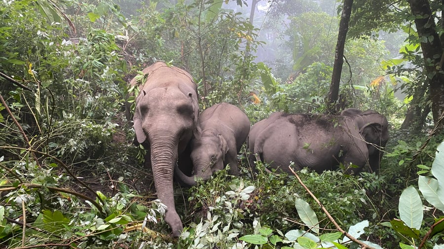 Elephants in the Thai jungle