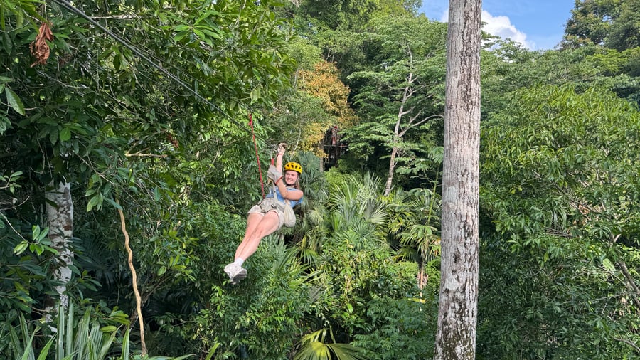 In the treetops