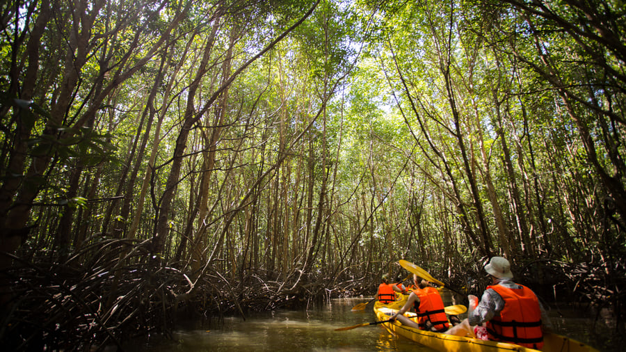 I kano gennem regnskoven