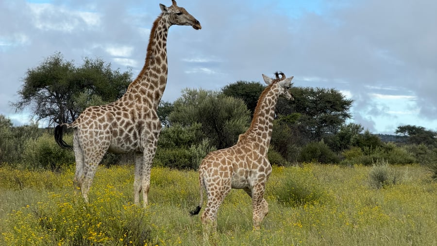 Go on safari in Namibia
