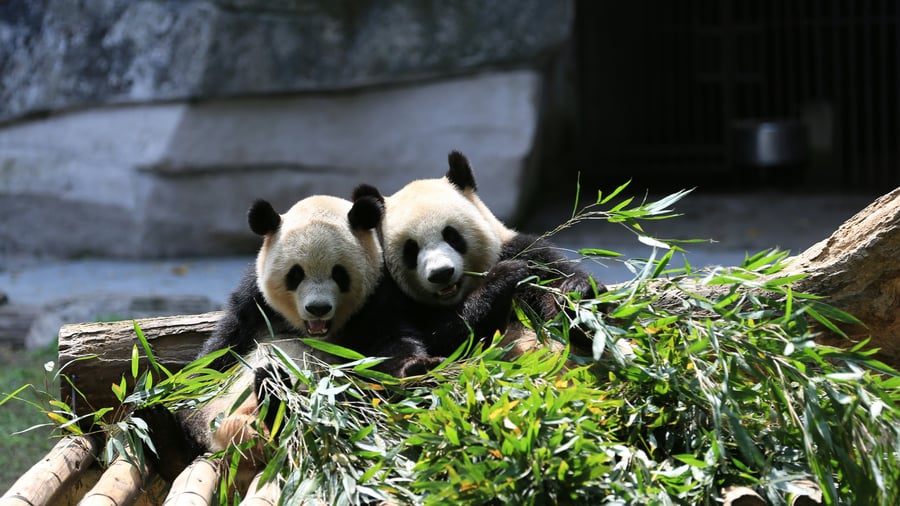 Panda Breeding Center in Chengdu
