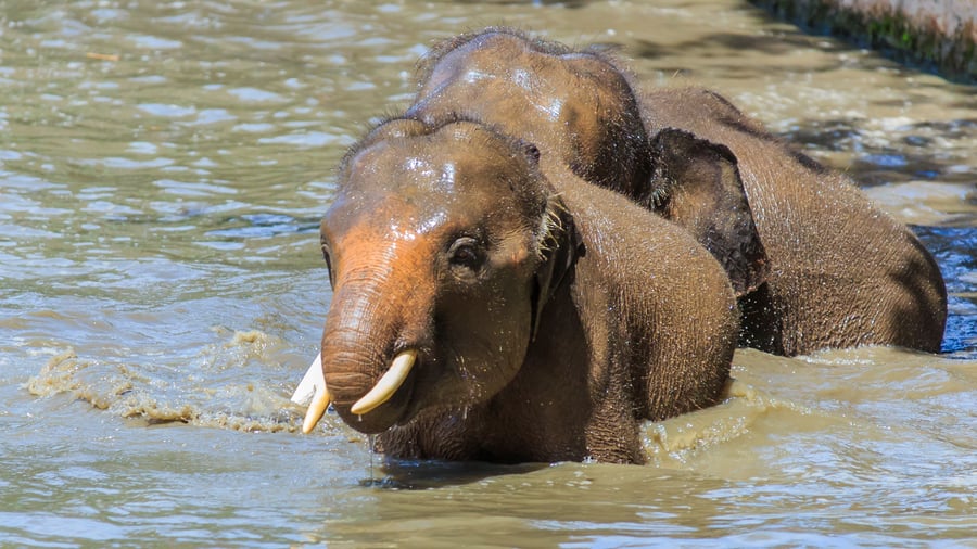 Pygmæelefanter i Danum Valley