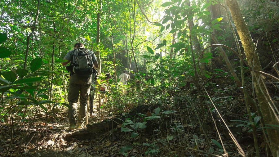 Udforsk junglen omkring Elephant Hills