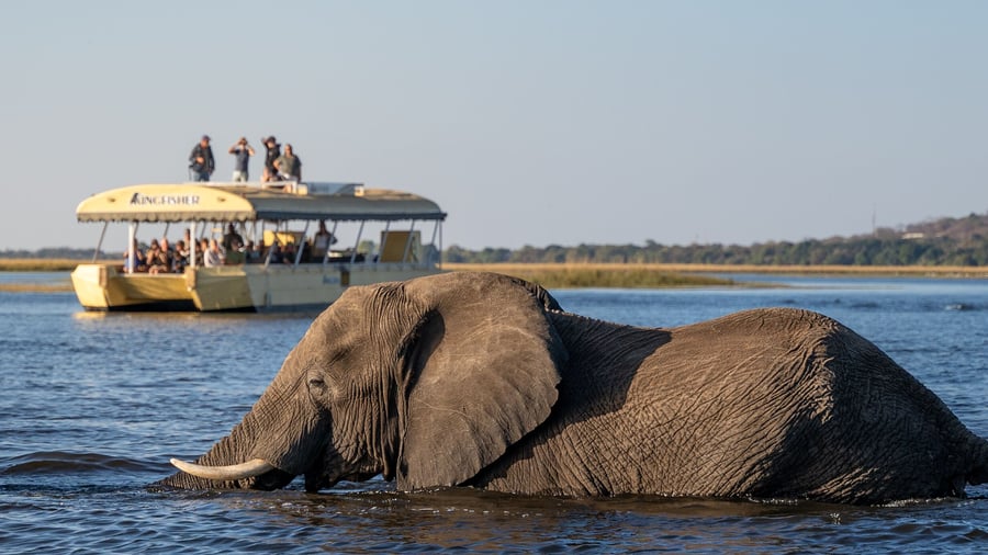 Båd safari på Chobe floden