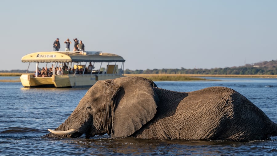 Båtsafari på Chobe-floden