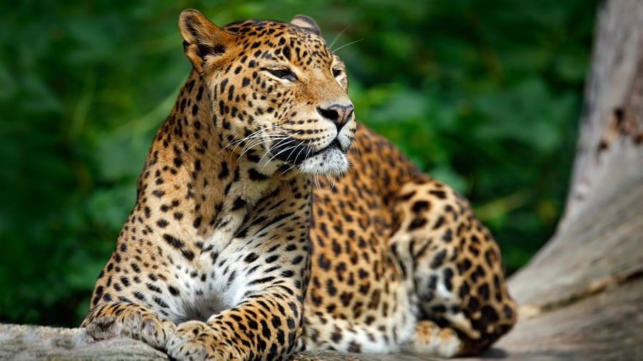Ha turen att se leoparder i Yala National Park