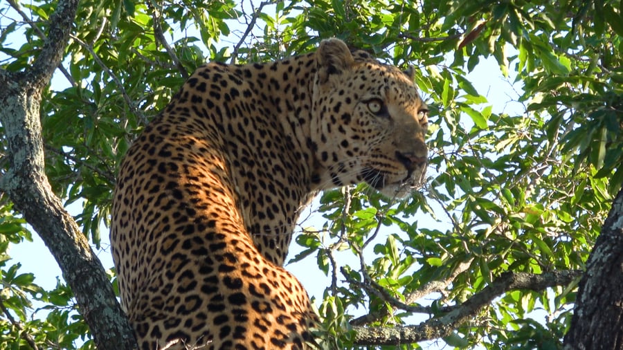 Karongwe Game Reserve i Sydafrika