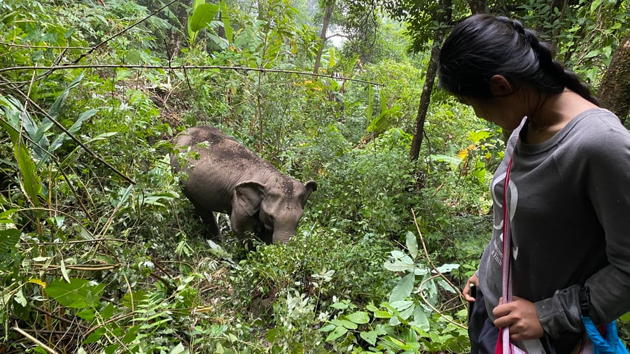 Umphang Wildlife Explorer 