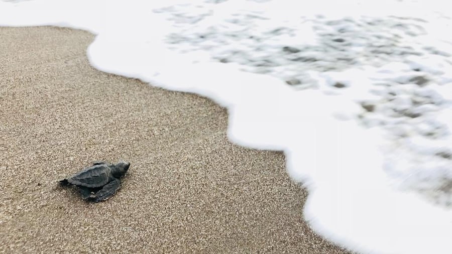 Seaturtle in Costa Rica
