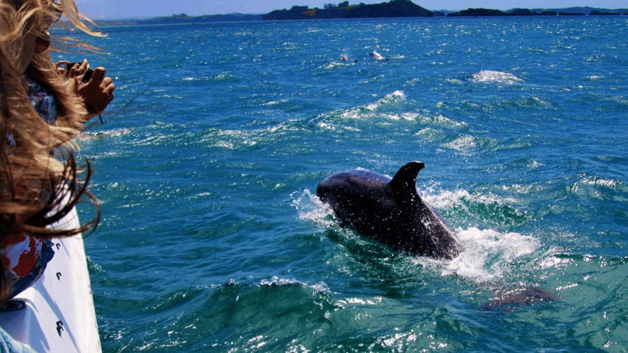 Dolphin spotting