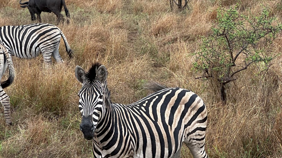 Zebra in Krüger NP